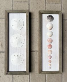 two framed pictures with seashells and sand dollars