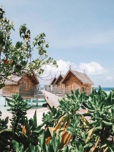 some huts that are next to the water and plants in front of them with trees