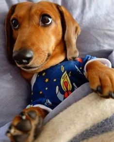 a dachshund dog laying on top of a bed with his paw on the pillow