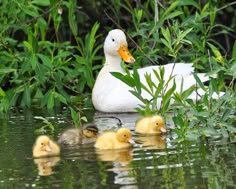 a mother duck with her chicks swimming in the water next to some bushes and trees