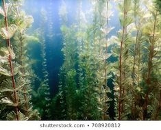 an underwater view of plants and water in the foreground with sunlight shining through them