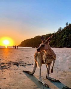 a kangaroo standing on top of a sandy beach next to the ocean at sunset with people in the background