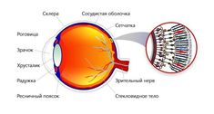 the structure of an eye with different parts labeled in russian and english on white background