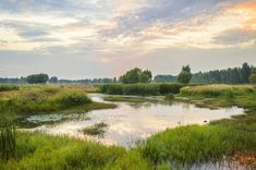 a small pond surrounded by tall grass and trees in the distance with clouds above it