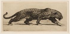 a black and white drawing of a cheetah walking on the ground with it's tail curled up