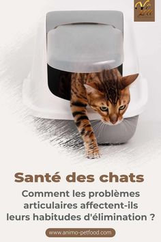 a cat that is standing in front of a litter box with the caption saying, comment des chats commentment les problemes