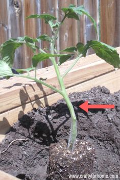 a young plant is growing in the soil with an arrow pointing to it's right