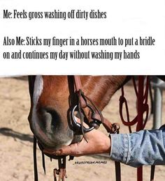 a person holding the bridle of a horse's head and touching it