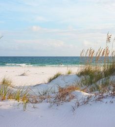 the beach is covered in white sand and sea oats