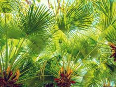 green palm trees are shown in the sunlight