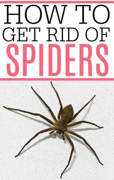 a spider with the words how to get rid of spiders