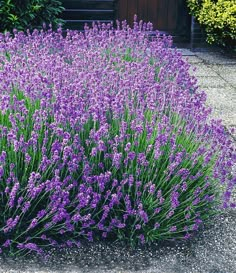 purple flowers are growing in the garden next to a wooden door and bushes with green leaves