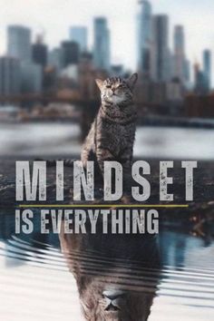 a cat sitting on top of a puddle in front of a cityscape with the words mindset is everything