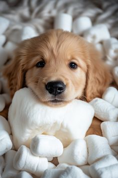 a puppy laying on top of a pile of white marshmallows and looking at the camera