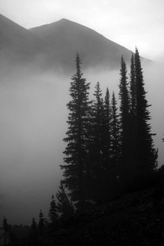 black and white photograph of trees in the fog with mountains in the backgroud