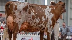 a brown and white cow standing on top of a dirt field next to a crowd