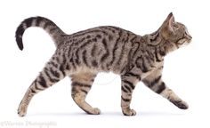 a striped cat walking across a white background