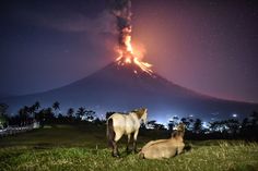 two horses are sitting in the grass with a volcano in the background at night time