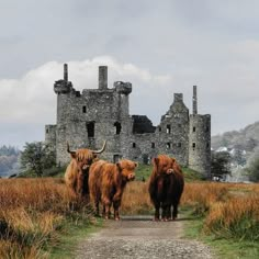 two brown cows standing in front of an old stone castle with tall grass and trees