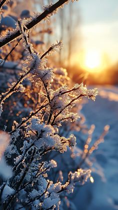 the sun is setting behind some snow covered plants in the foreground and on the horizon