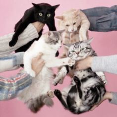 a group of cats sitting in the middle of people's hands with their paws on each other