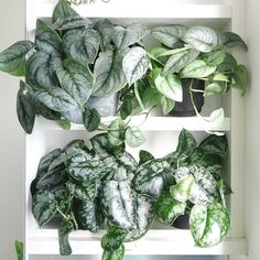 some green and white plants in pots on a shelf