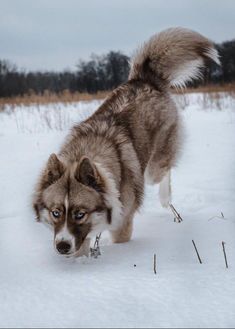 a husky dog walking in the snow with his head turned to look at something on the ground