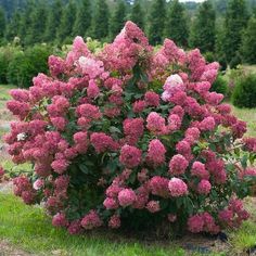 a bush with pink flowers in the middle of a field