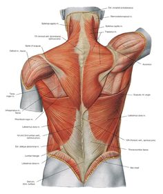 an image of the back muscles