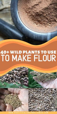 the words 40 + wild plants to use to make flour are shown in four different pictures