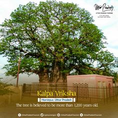 the tree is belved to be more than 1, 200 years old kalpa vrksha