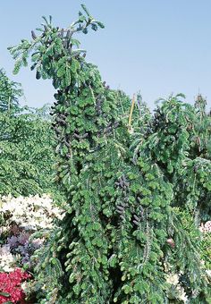 an evergreen tree with lots of green leaves in the middle of a garden filled with flowers