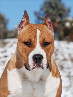 a brown and white dog standing in the snow