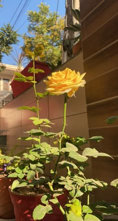 a yellow rose is in the middle of some potted plants on the side of a building