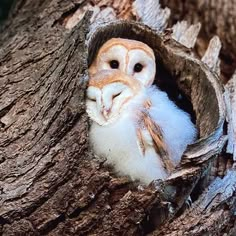 an owl is sitting in the hollow of a tree