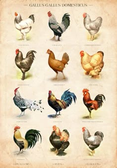 an old poster with different types of chickens