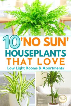 there are some plants in the houseplants that love