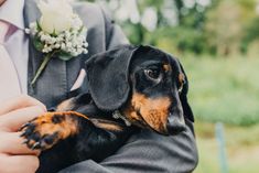 a man in a suit is holding a small black and brown dachshund