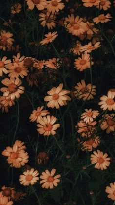 a bunch of flowers that are in the grass