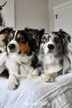 two dogs laying on top of a white bed