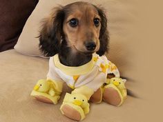 a dachshund puppy sitting on top of a couch with stuffed animals around it