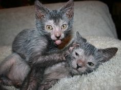 two gray kittens laying on top of each other