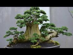 a bonsai tree sitting in a potted planter