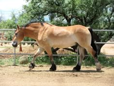 a brown horse walking across a dirt field next to a metal fence with trees in the background