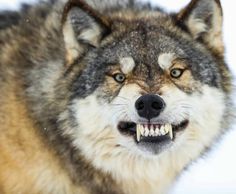 a wolf with its mouth open and it's teeth showing while standing in the snow