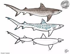 three different types of sharks are shown in this drawing