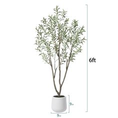 a potted plant is shown with measurements for the top and bottom branches on it