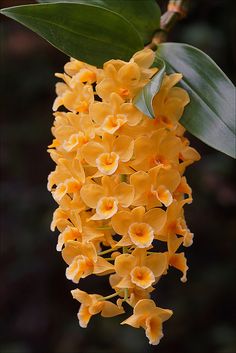 yellow flowers with green leaves hanging from them