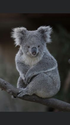 a koala bear sitting on top of a tree branch with its head turned to the side