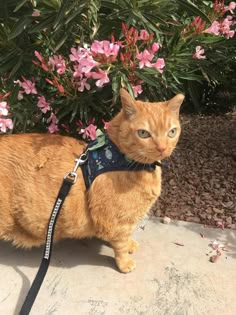 an orange cat wearing a collar and leash sitting in front of some pink flower bushes